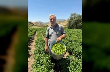 Coğrafi işaretli Çermik biberi tezgahlardaki yerini aldı 