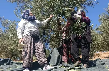 Coğrafi işaretli Domat zeytininde hasat başladı
