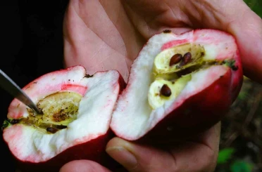 Coğrafi işaretli içi kırmızı elmada hasat zamanı 