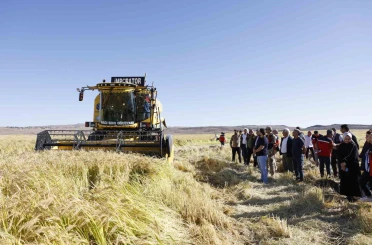 Coğrafi işaretli Karacadağ pirinci, bereketiyle toplandı 