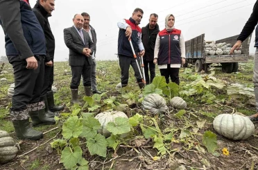 Coğrafi işaretli kestane kabağı hasadı başladı 