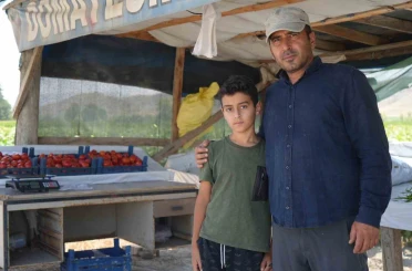 Coğrafi işaretli lezzette sezon açıldı: Ayaş domatesi dalından toplanıyor 
