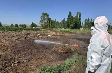 Çorum Belediyesi vektörel mücadeleyi aralıksız sürdürüyor 