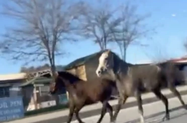 Çorum’da başıboş atlar trafiği tehlikeye attı: O anlar kamerada 