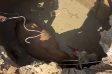 Çukura düşen ineğin imdadına Özel İdare ekipleri yetişti 
