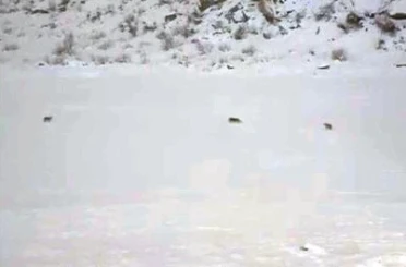 Çukurca’da kurt sürüsü görüntülendi 