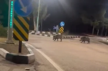 Çukurova Üniversitesi yerleşkesine sürü halinde giren domuzlar görüntülendi 