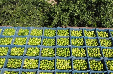 Çukurova’da limon hasadı: Geçen yıl 1 TL olan limon bahçede 20 TL 