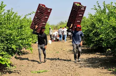 Çukurova’da tarım işçisi yevmiyeleri bin 613 lira oldu
