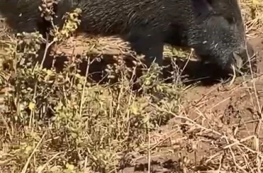 Dağ bayır gezip göremediği domuzu köyde görünce cep telefonu ile görüntüledi 