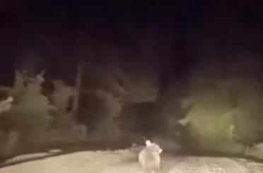 Dağ yolunda sürücüyle karşılaşan ayının panik anları