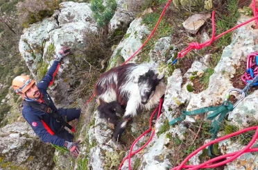 Dağda mahsur kalan keçi ekiplerce kurtarıldı 