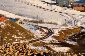 Dağın huzuru, emeğin sesi: İliç’te küçükbaş hayvancılık 