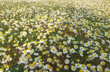 Dağlar çiçek açtı, arıcılar umutlandı 