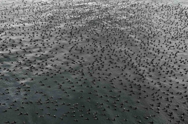 Damatlıklarını giyen karabatak kuşları İstanbul Boğazı’nda bir araya geldi 