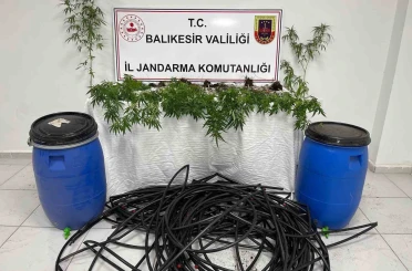 Damlama sulamalı kenevir tarlasına jandarma baskını 