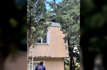 Defne’de ağaçta mahsur kalan kediyi itfaiye kurtardı 