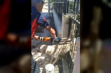 Demir kapıya sıkışan köpeği itfaiye kurtardı 