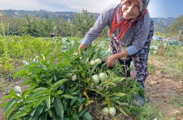Demirci’de ilk kez pepino yetiştirildi 