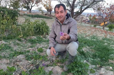 Demirci’de safran çiçeği yetiştirildi 