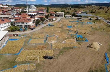 Demirci’nin yaylalarında yetişen kuru fasulyede hasat başladı 
