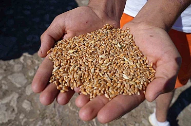 Demirözü’nde çiftçilere yüzde 100 hibeli üretim desteği 