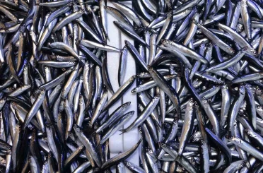 Denizdeki hamsi bolluğu ihracat rakamlarına yansımadı 