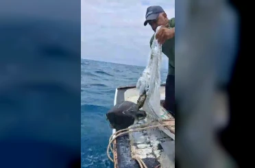 Denize atılan çuvala dolanarak hayat mücadelesi veren caretta carettayı balıkçı kurtardı 