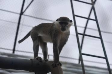 Denizli'de yakalanan maymun Konya'da hayvanat bahçesine teslim edildi