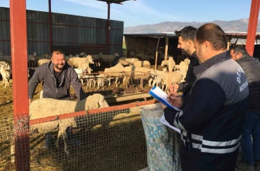 Denizli hayvancılığında sağlık, üretim ve güç bir arada 