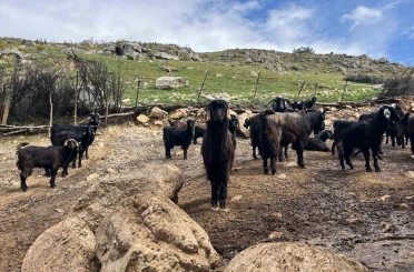 Denizli’de küçükbaş hayvancılık yetiştiriciliği giderek azarlıyor 