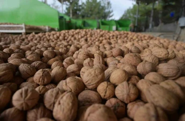 Denizli’de sezonun ilk ceviz hasadı Tavas’ta yapıldı 