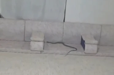 Derecik’te misafir bekleyen ailenin evine yılan girdi 