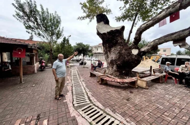 Dev cüsseli 500 yıllık çınar ağacı yıllara meydan okuyor 