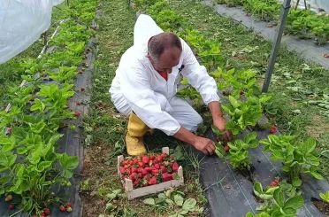 Devlet destekli 12 bin adet hibe çilek fidesiyle başladığı üretimde, ilk mahsulü aldı 
