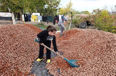 Devletten 49 yıllığına bedelsiz kiralanan arazilerde ceviz bereketi 