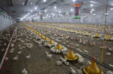 Devletten aldığı destekle ikinci çiftliğini açtı