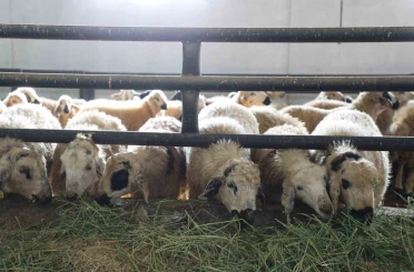 Devletten aldığı destekle küçükbaş hayvan çiftliği açtı 