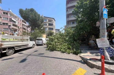 Devrilen ağaç iki araca zarar verdi 