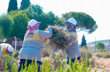 Didim Belediyesi Akköy Fidanlığı’nda lavanta hasadı gerçekleştirildi 