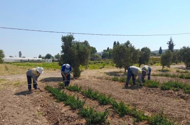 Didim Belediyesi’nden topraktan kente uzanan üretim 