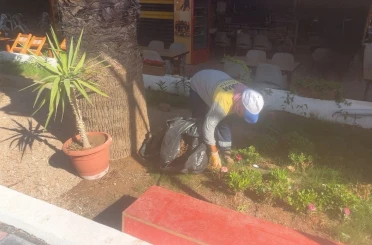 Didim Belediyesi’nin kendi üretimi çiçekler toprakla buluşuyor 