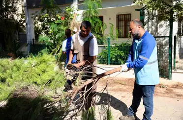 Didim’de budama çalışmaları devam ediyor
