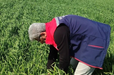 Didim’de hububat ekili araziler temiz çıktı 