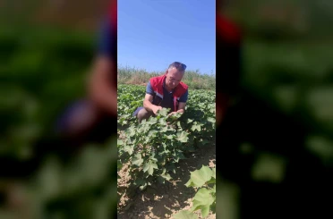 Didim’de pamuk tarlalarında zararlı denetimi 