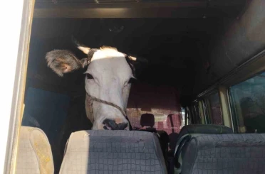 Didim’den kaçan hayvan hırsızları Konya’da yakalandı 