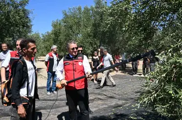 Dikili’de sezonun ilk zeytin hasadı başladı
