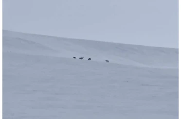 Diyadin’de kurt sürüsü görüldü 