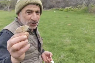 Diyarbakır kırsalında çıkan mantarlar toplanmaya başlandı 