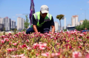 Diyarbakır’da 500 bin Çin karanfili üretildi, çiçekler toprakla buluştu 